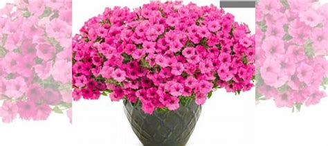 Петуния ампельная Mini Vista Hot Pink купить в Новозыбкове Товары для