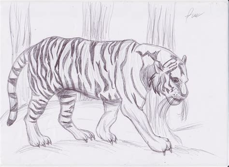 Tiger Pen Drawing By Annx333 On Deviantart