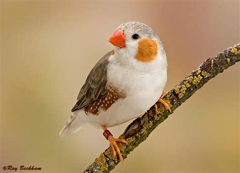 Penguin Zebra Finch Zebra Finch Finches Bird Pet Birds