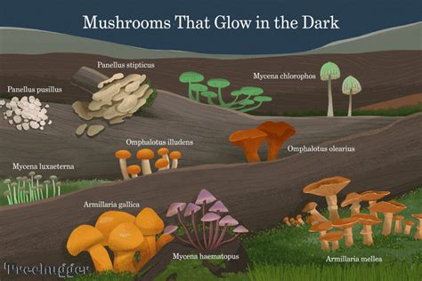 10 Bioluminescent Mushrooms That Glow In The Dark