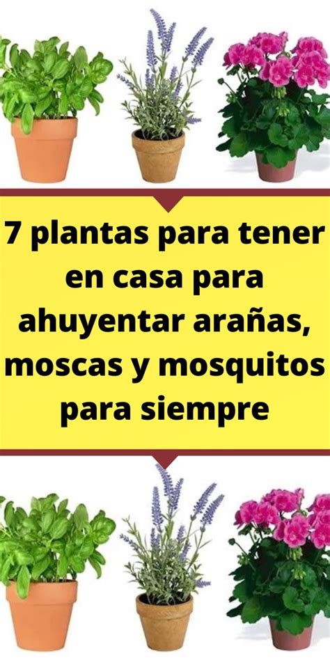 Cinco Plantas Que Debes De Tener En Casa Para Ahuyentar A Los Mosquitos