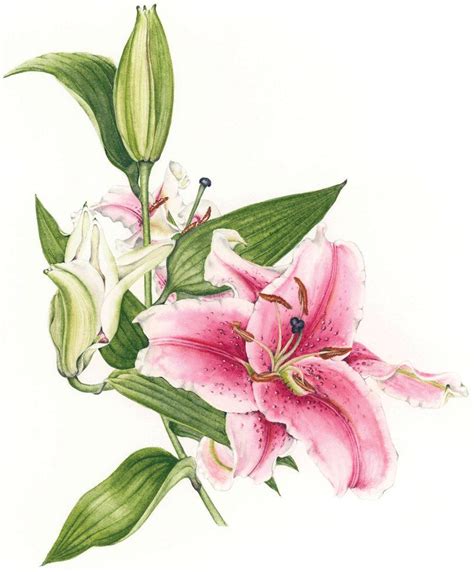 Pink Floral Watercolor Paintings Botanical Watercolor Botanical Art