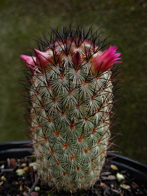 Mammillaria Microhelia Cactus Plants Cactus Plants