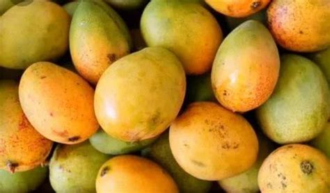 Yellow A Grade Mango Himsagar Crate Packaging Size Kg At Rs