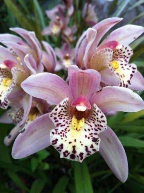 Cymbidium 40 Ideias Para Cultivar Essa Linda Orquídea Orquídeas