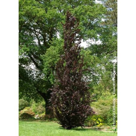 Fagus Sylvatica Dawyck Purple H Tre Fastigi Pourpre