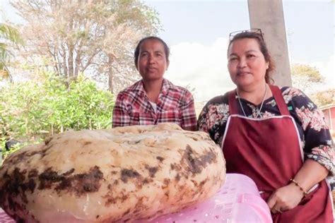 Mengenal Ambergris Muntahan Paus Yang Harganya Hingga Miliaran Rupiah