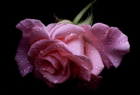 Wallpaper Petals Blossom Pink Flower Flora Drops Bud Petal