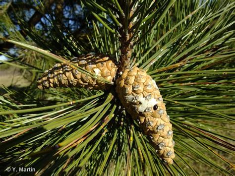 Pin noir Pinus nigra Biodiv îdF