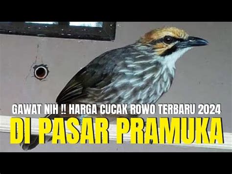 Gawat Nih Harga Burung Cucak Rowo Jadi Cuma Segini Di Pasar