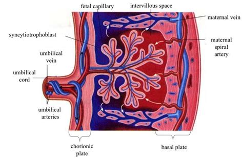 3 Placental Structure And Circulation At Term Maternal Blood Enters