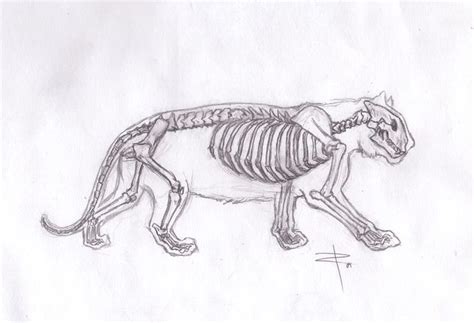 tiger anatomy | Humanoid sketch, Tiger, Art