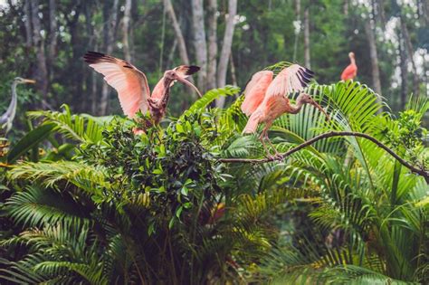 Les Oiseaux Tropicaux Exotiques De Faune Et De Forêt Tropicale Dans Un