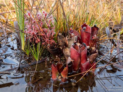 Heliamphora Pulchella Drosera Roraimae Mateusz Flickr