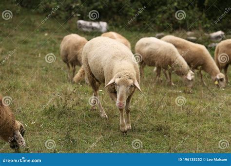 Efetivo De Ovelhas Brancas Que Pastam Numa Pastagem Vedada Foto De