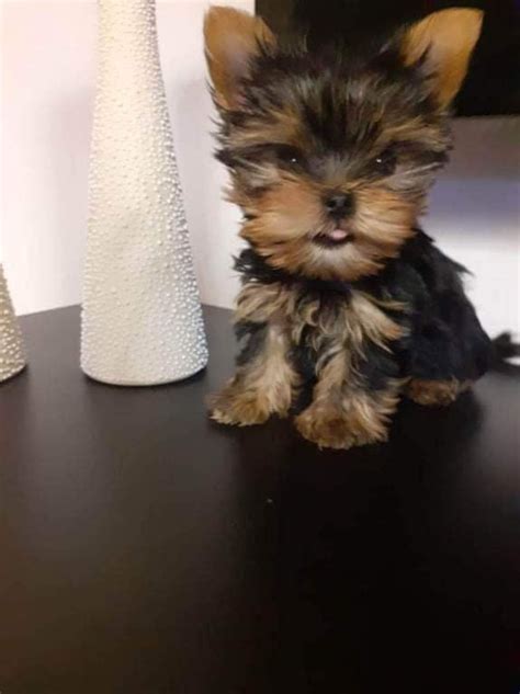 Piesek Yorkshire terrier 1 5 kg miniaturka z rodowodem Łuków OLX pl