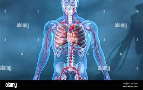 Coronary Arteries And Veins Hi Res Stock Photography And Images Alamy