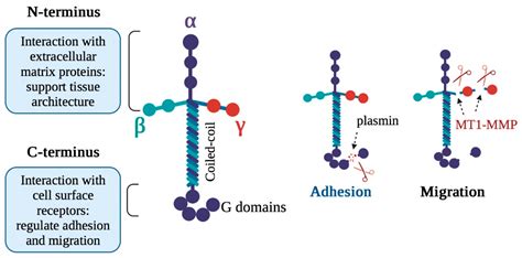 Ijms Free Full Text The Role Of Membrane Type 1 Matrix