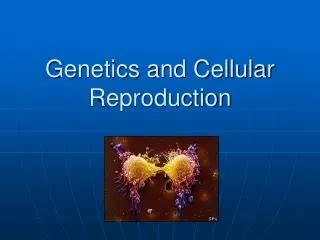 PPT - REPRODUCTION and GENETICS PowerPoint Presentation, free download - ID:1864013