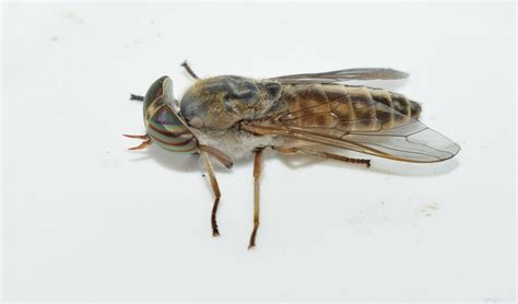 Tabanini from Περιφέρεια Βορείου Αιγαίου, Ελλάδα on August 17, 2022 by ...