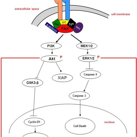 A Schematic Diagram Illustrating Motifs Of The And Integrin