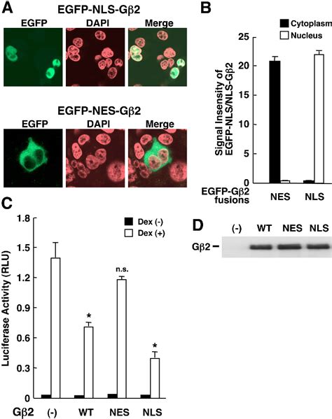 Figure 1 From G Protein β Interacts With The Glucocorticoid Receptor