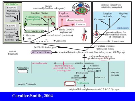 Ppt Biodiversity I Biol Taxonomy Powerpoint Presentation Free