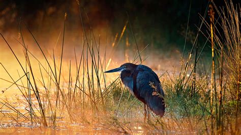 Bing HD Wallpaper Jun 11, 2023: Goliath heron in Kruger National Park ...