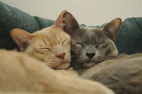 Burmese Cats Cuddle It Must Be Love Sue Myatt Flickr