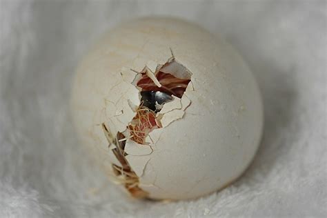 GREAT HORNED OWL EGGS HATCHING