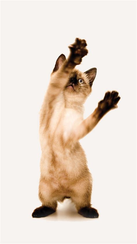 Dancing Animals Funny Pics - Funny Pictures, Funny Photos, Babies ...