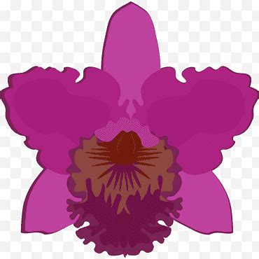 Rhynchostylis Png Klipartz