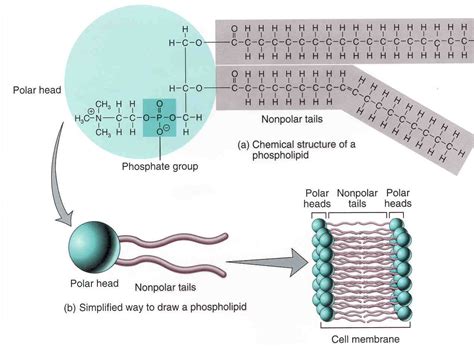 Cell Membrane Definition And Function Pdf