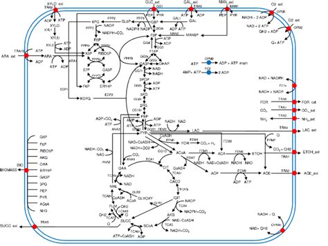 Metabolic Map