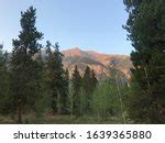 Sunrise between the trees at Mount Elbert, Colorado image - Free stock ...