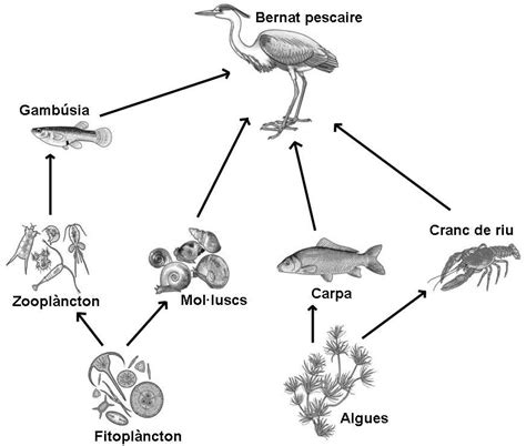 ECOSISTEMA LACUSTRE Xarxa tròfica