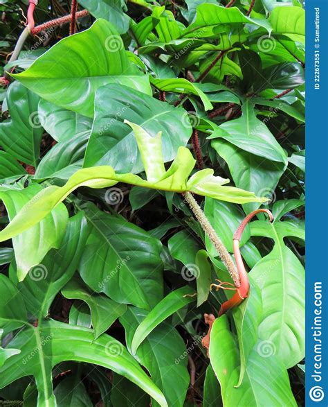 Tropical Green Leaves Background Nature And Vegetation Of The French