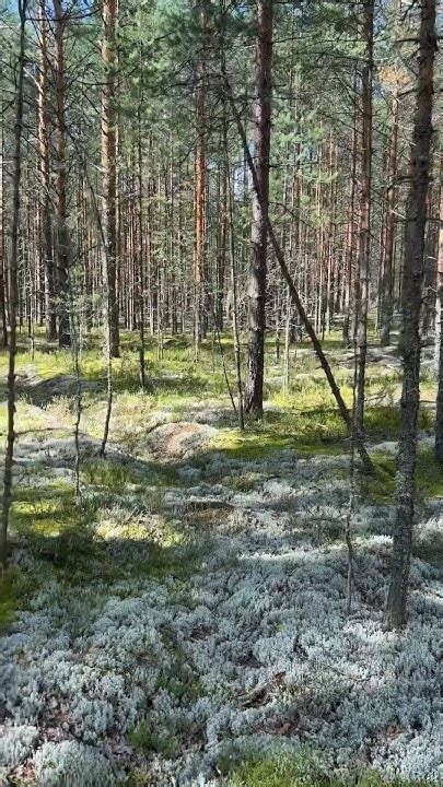 МЕЧТА ГРИБНИКА ВЫГЛЯДИТ ТАК 👆 - YouTube