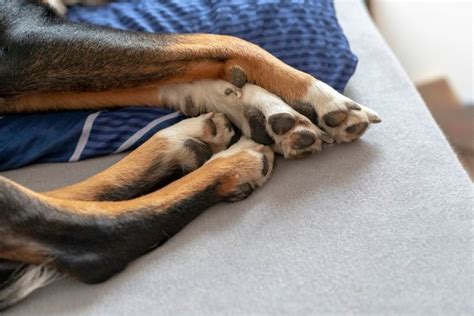 Dog Carpal Pad Injury: A Helpful Guide