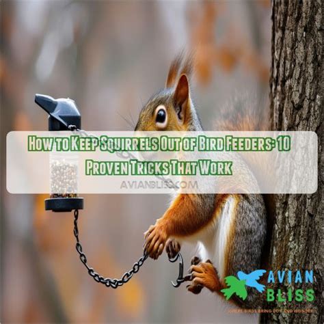 How To Keep Squirrels Out Of Bird Feeders 10 Proven Tricks That Work