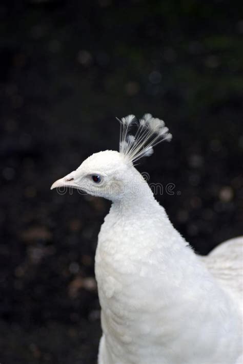 Pavo Real Blanco Del Albino Foto De Archivo Imagen De Standing Bruja