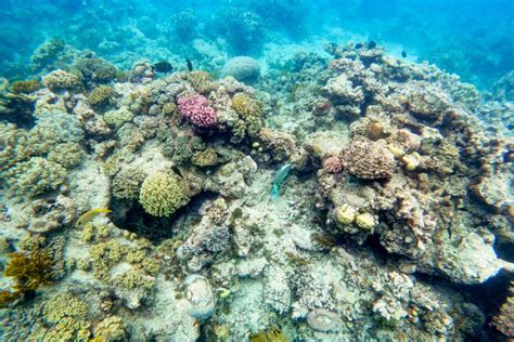 Parrotfish On The Great Barrier Reef - Cairns-Tours