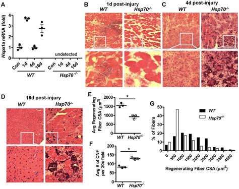 Injured Ta Muscles From Hsp70−− Mice Show Impaired Muscle Regeneration