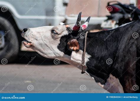 Una Vaca Morada En Blanco Y Negro Foto De Archivo Imagen De Nariz