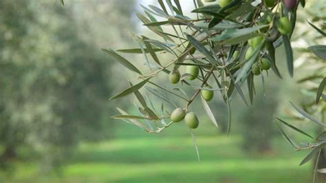 The history of olive tree and its repercussion on Spain