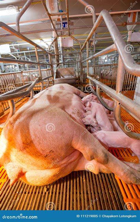 Pig Business. Swine Farm with High Quality Farming Stock Image - Image ...