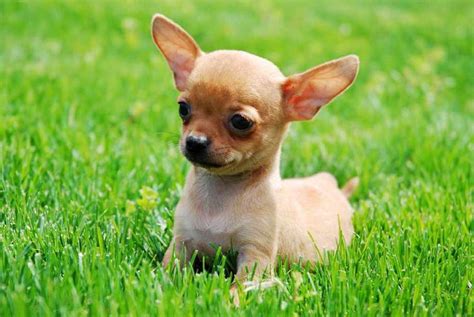 Chihuahua Breeds Types | PETSIDI