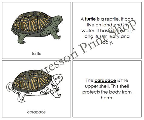 Zoology Nomenclature Bundle (Set #1) - Montessori | Made By Teachers