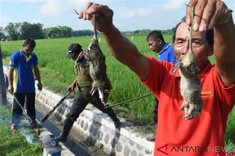 Puluhan Hektare Lahan Padi Di Madiun Jatim Diserang Hama Tikus ANTARA