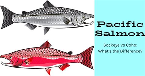 Coho Salmon vs Sockeye: What’s The Difference? - Salmon Facts